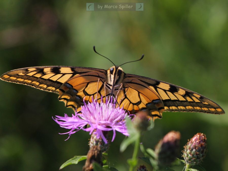 Papilio machaon